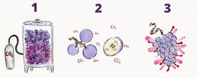 carbonic-maceration-visual